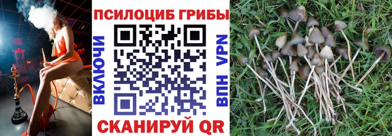 Псилоцибиновые грибы Psilocybine cubensis  Омск 